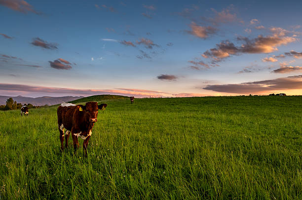 curious cow on a pasture with sunset in summer in bavaria near munich