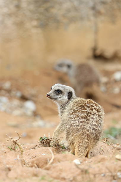 istock Meerkat on the watch 2215683226