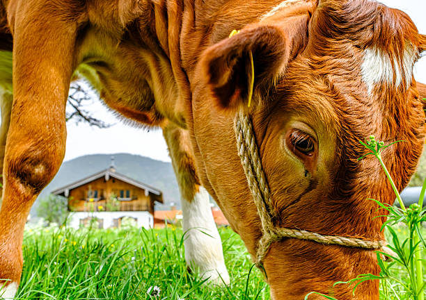 nice cow at a farm in austria - photo