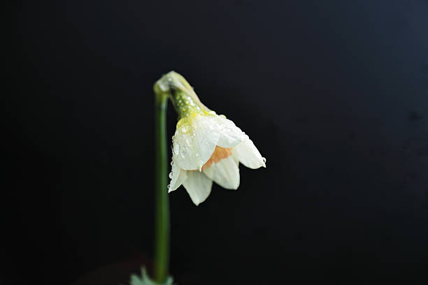 A small daffodil (Narcissus) with white petals and a pale orange trumpet is seen drooping slightly against a dark background. The flower is adorned with glistening raindrops on its petals, enhancing its delicate appearance. The green stem is slender, supporting the flower's subtle downward curve.