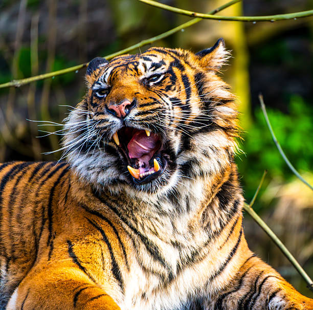 A majestic Sumatran tiger displays its formidable fangs while reclining on a wooden platform in a lush habitat that evokes primal beauty and lore