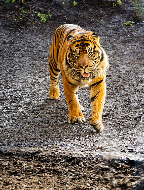 istock A Sumatran tiger (Panthera tigris sondaica) strides across damp, muddy ground, revealing muscular forelimbs, sharp stripes, and a fierce gaze 2215690213