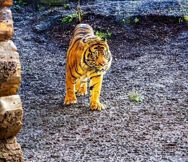 istock A Sumatran tiger (Panthera tigris sondaica) strides across damp, muddy ground, revealing muscular forelimbs, sharp stripes, and a fierce gaze 2215690216