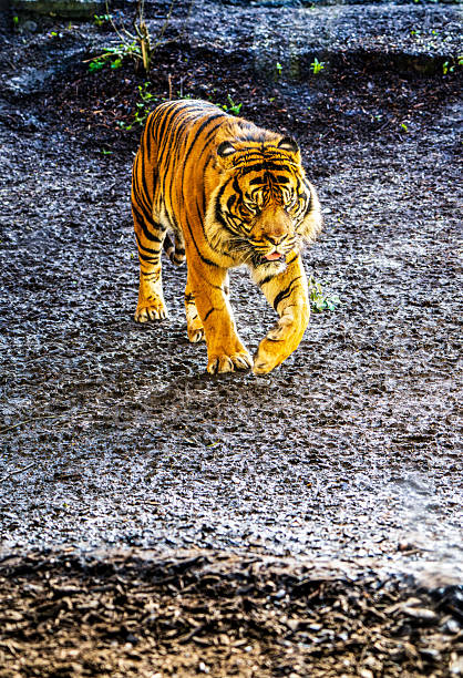 A Sumatran tiger (Panthera tigris sondaica) strides across damp, muddy ground, revealing muscular forelimbs, sharp stripes, and a fierce gaze
