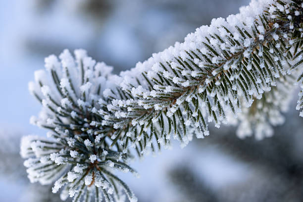 Macro image of a pine branch coated in delicate frost crystals on a cold winter day.