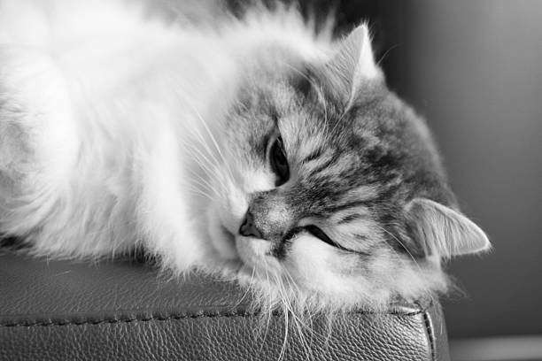 Portrait close-up of a fluffy cat on a sofa