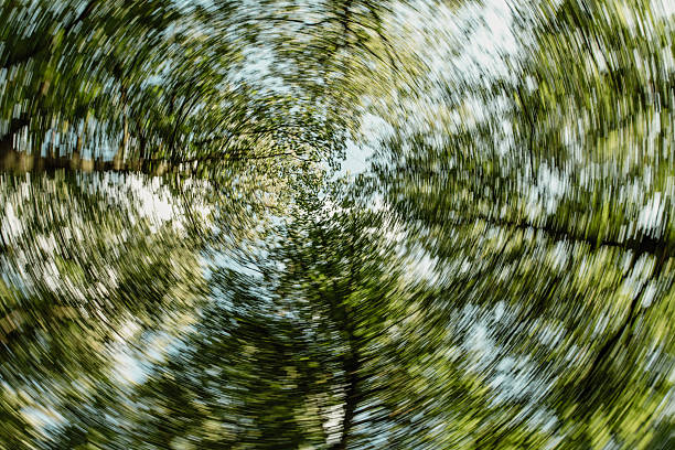 abstract round circular pattern of trees against the sky