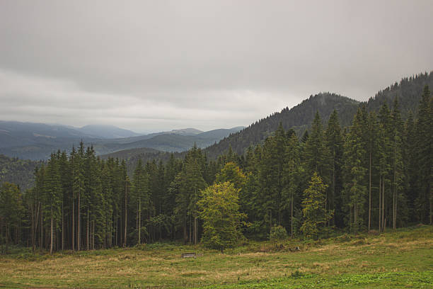 istock Majestic view of a mountain landscape covered with dense coniferous forest under a cloudy sky 2215694802