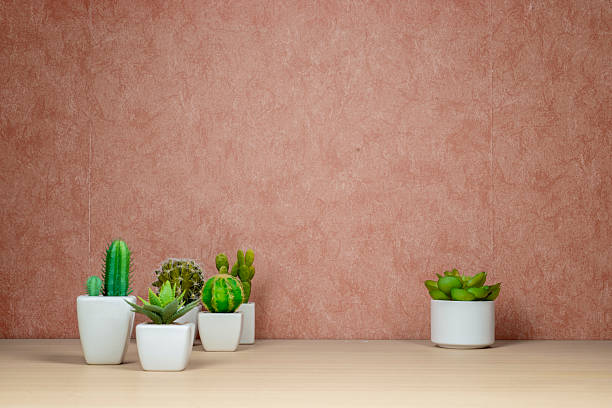 Cacti and succulents (artificial) on a terracotta background