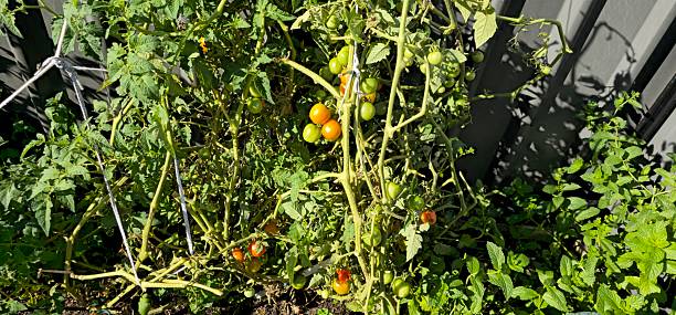 istock Tomato Plants having lots of  Tomatoes.Melbourne-Australia. 2215697536