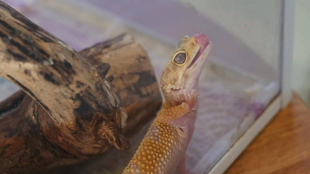 A curious gecko stretches upward with its tongue out, exploring its environment. This moment captures the essence of discovery and adaptation in a controlled habitat.