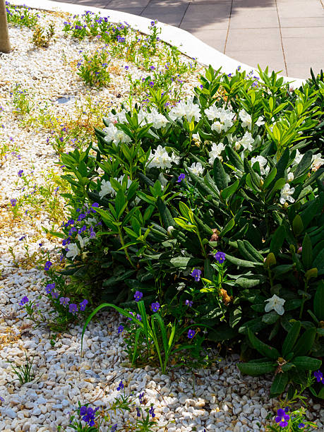 istock blooming rhododendron in the park 2215701014