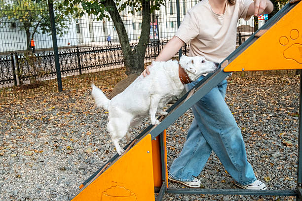istock Dog Training Exercise on Ramp in Outdoor Park 2215701461