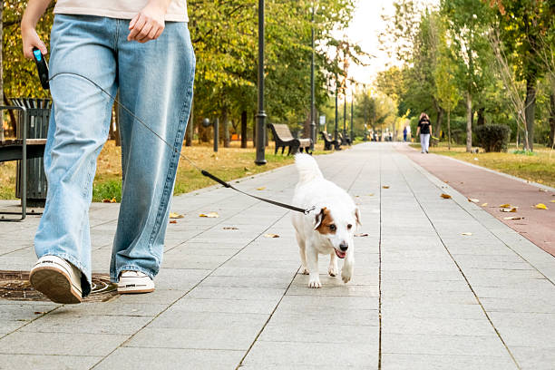 istock Dog Walking in Park on a Sunny Day 2215701910