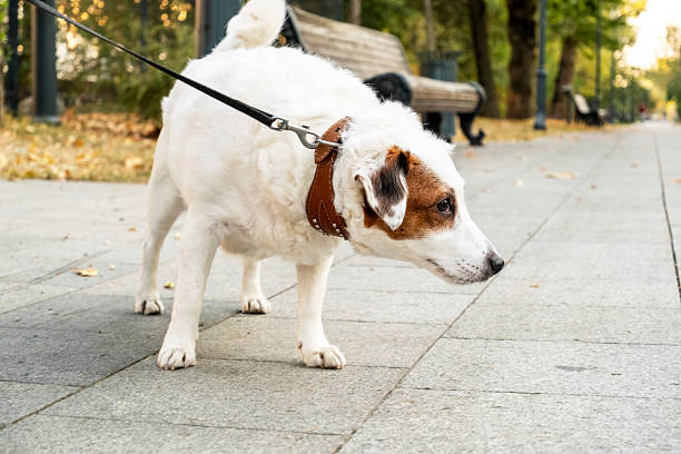 istock Dog on Leash in Park Pathway during Autumn Day 2215701963