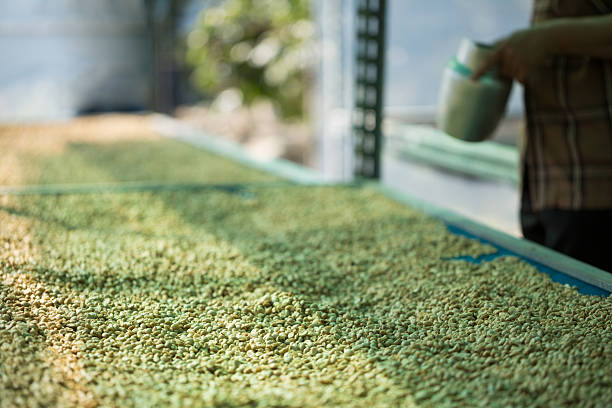 istock Close up smart farmer techniques hand coffee bean machinery roast apparatus dry sunlight tool sunbeam sunray sunshine fresh garden produce agriculture promotes farmer concept farm blur background 2215702991