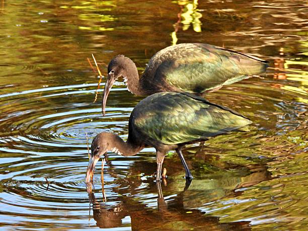 istock Glossy Ibis (Plegadis falcinellus) - juveniles foraging in a lake 2215705171