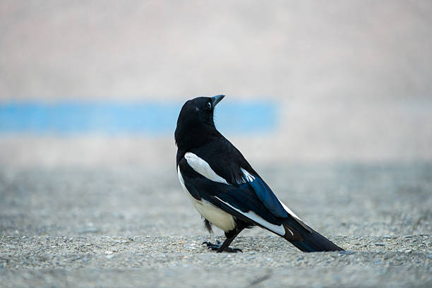 A striking close-up shot captures a single, elegant black-billed magpie (Pica pica) perched on a textured concrete surface. The bird's distinctive black and white plumage is clearly visible, contrasting beautifully with the muted gray tones of the background. The magpie is looking upwards with a curious and alert expression.