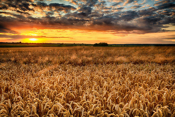 Beautiful summer sunrise over wheat fields