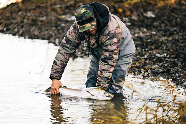 Scene of salmon being landed in Hokkaido