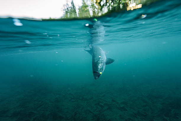 Underwater view of salmon caught on lure in river. Drift boat fishing for salmon on wild river in autumn, Washington State