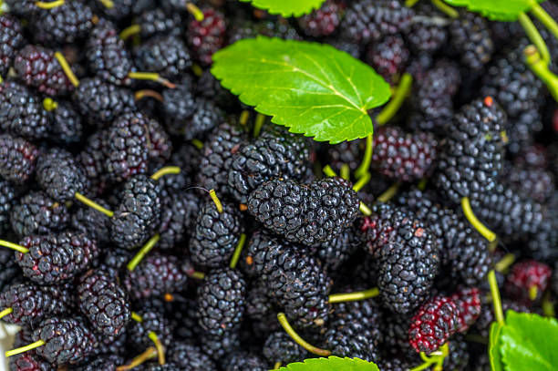 Gelso nero, Moro nero