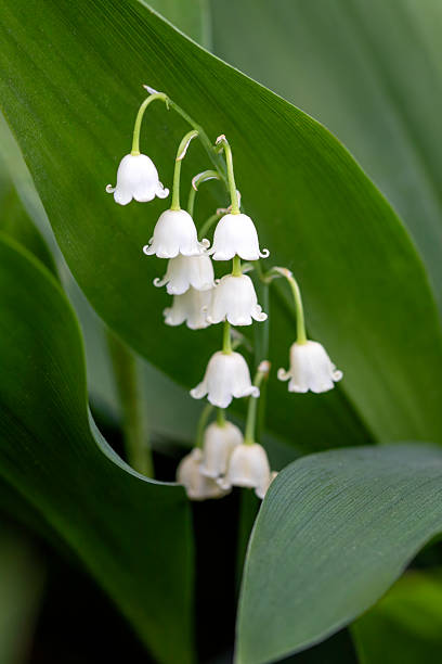 Close-up image of a Lily of the Valley plant in a spring garden