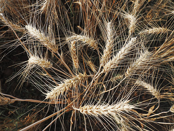istock Couple of wheat ears on a blurred background. 2215711634