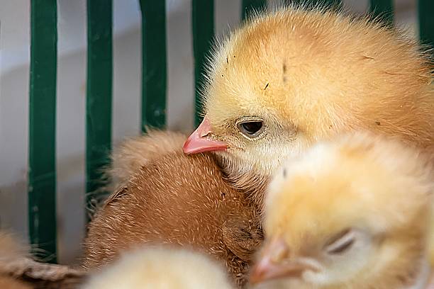 istock Baby chicks in crate — representing fresh egg production and poultry farming 2215712321