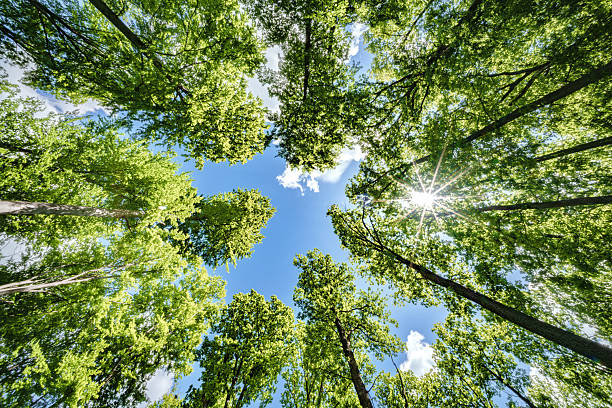 A vibrant green forest has majestic trees reaching towards the clear blue sky, illuminated by shining sunlight