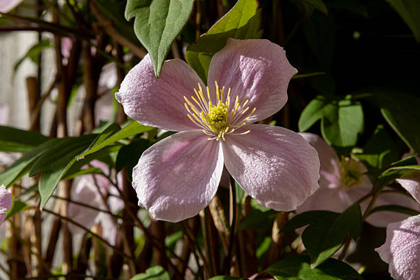 Clematis flowers in full bloom growing up garden trellis.