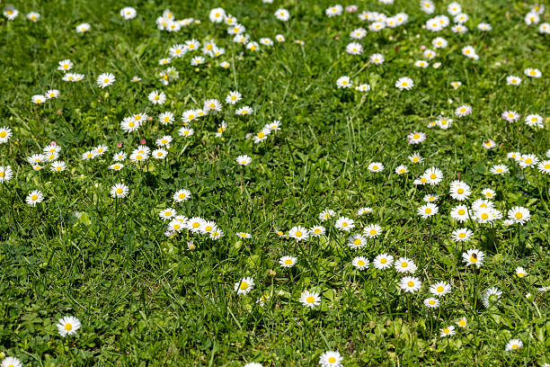 istock Daisies blooming in green grass 2215715443