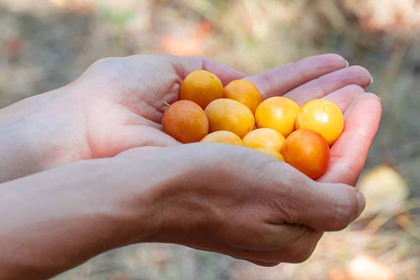 Women's palms hold a harvest of ripe cherry plum. Sweet spreading plum berries ripen. Prunus cerasifera is plant family rosaceae in orchard. Component of tkemali sauce. Harvesting and gardening.