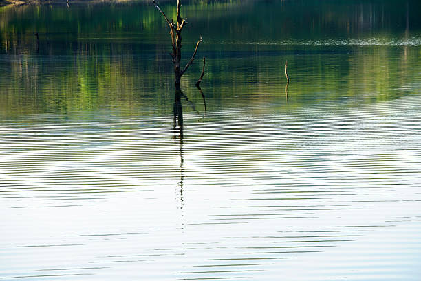 istock Serene Water Reflection with Ripples and Bare Tree Stump in Nature 2215719196