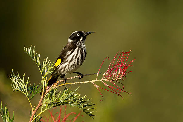 istock New Holland Honeyeater (Phylidonyris novaehollandiae) 2215719940