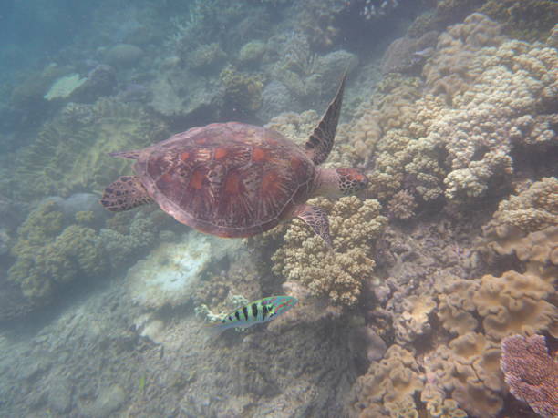 Beautiful  wild sea turtle swimming in the blue sea