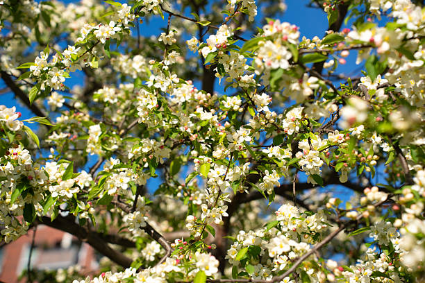 istock Blossoming white flowers on a tree under a bright blue sky in springtime 2215721505
