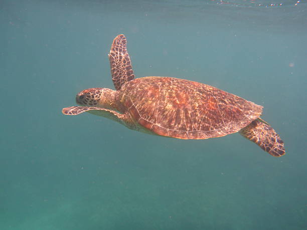istock Turtle swimming at the Great Barrier Reef Australia 2215721601
