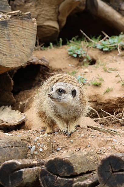 istock Meerkat on the watch 2215723465