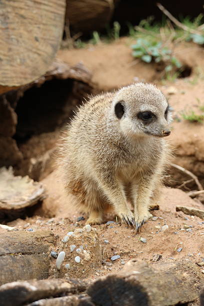 istock Meerkat on the watch 2215723514