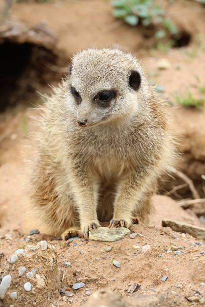istock Meerkat on the watch 2215723563