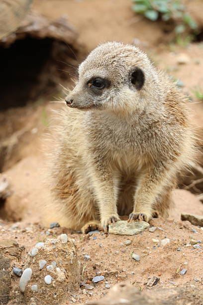 istock Meerkat on the watch 2215723585