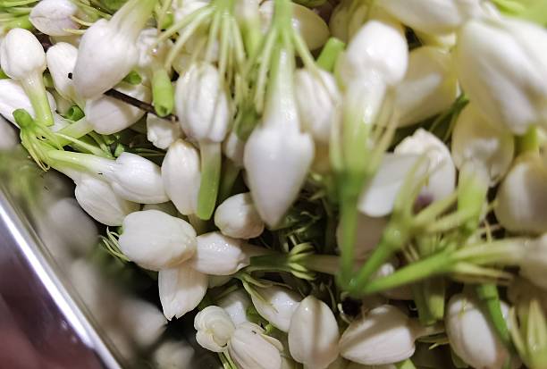istock A large container of jasmine flowers that has just been picked to be used as a decoration 2215723708