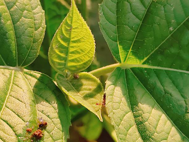 istock vibrant green  leaves in a natural tropical environment 2215723860