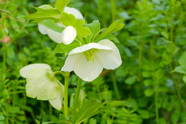 A close-up showcases the delicate beauty of white hellebore flowers, their soft petals gently illuminated against a backdrop of lush green foliage.