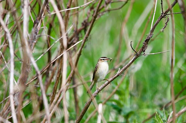 istock Sedge warbler bird with grubs in its beak 2215727174