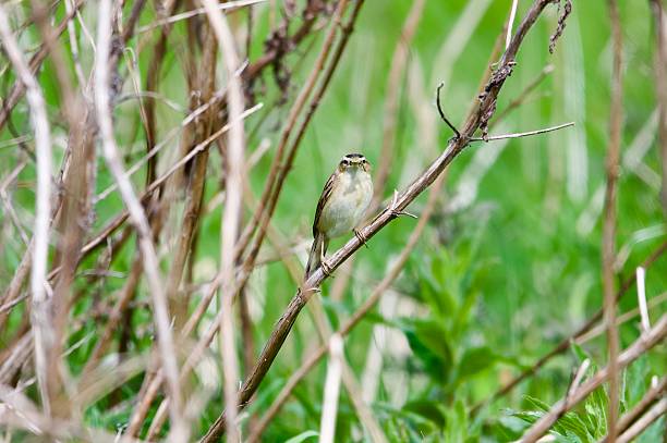 istock Sedge warbler bird with grubs in its beak 2215727179