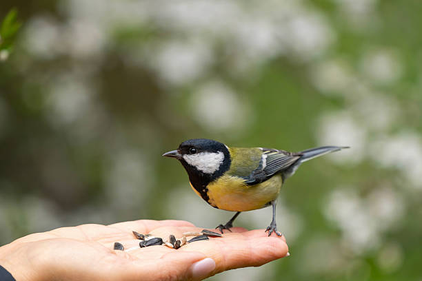 A wild great tit Parus major gently lands on an open hand in nature