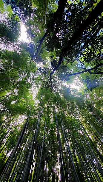 istock Kyoto, Japan 2215729951