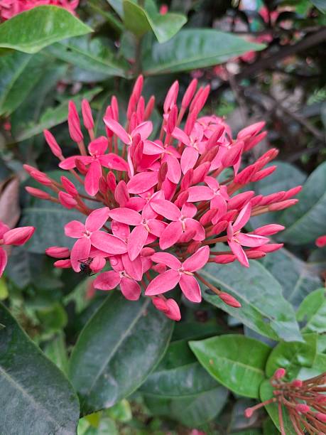 istock Vibrant Pink Flower Cluster in a Verdant Natural Setting 2215730179